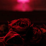 The Paper Kites - Roses [VINYL]